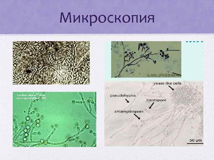 Микроскопия 