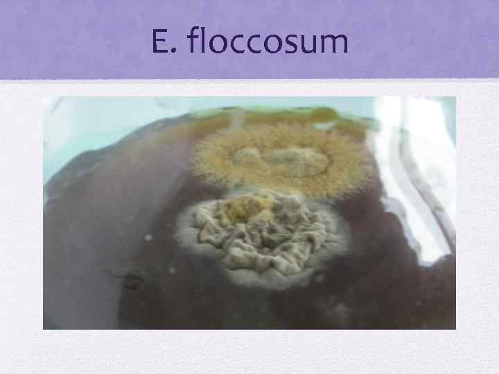 E. floccosum 