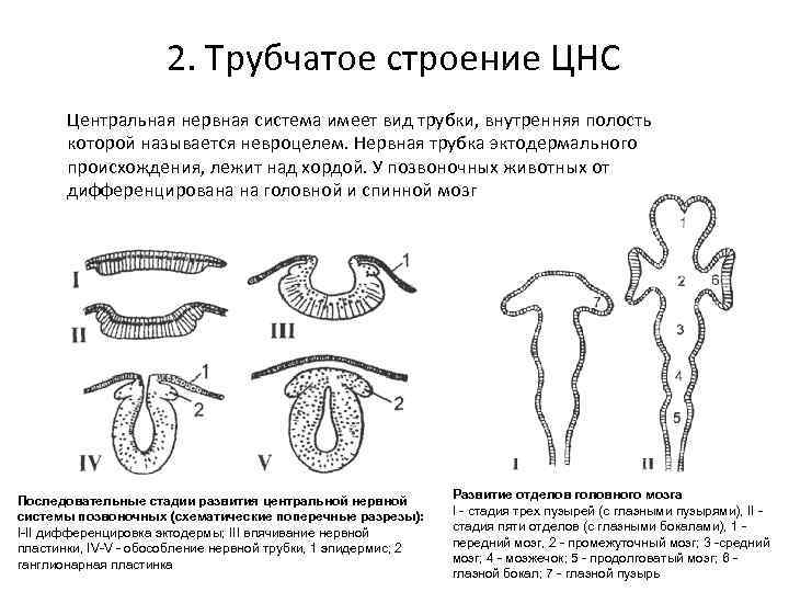 2. Трубчатое строение ЦНС Центральная нервная система имеет 2. Трубчатое строение ЦНС Центральная нервная система имеет