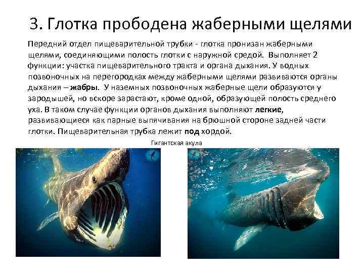 3. Глотка прободена жаберными щелями Передний отдел пищеварительной трубки - глотка пронизан жаберными щелями, 3. Глотка прободена жаберными щелями Передний отдел пищеварительной трубки - глотка пронизан жаберными щелями,