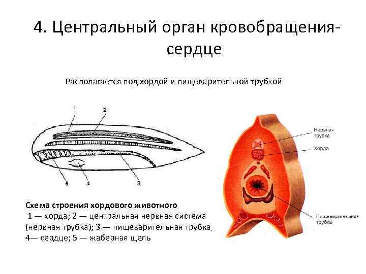 4. Центральный орган кровобращения- сердце Располагается под хордой и 4. Центральный орган кровобращения- сердце Располагается под хордой и