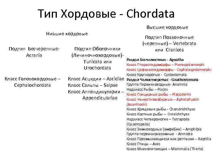 Тип Хордовые - Chordata Высшие хордовые Тип Хордовые - Chordata Высшие хордовые