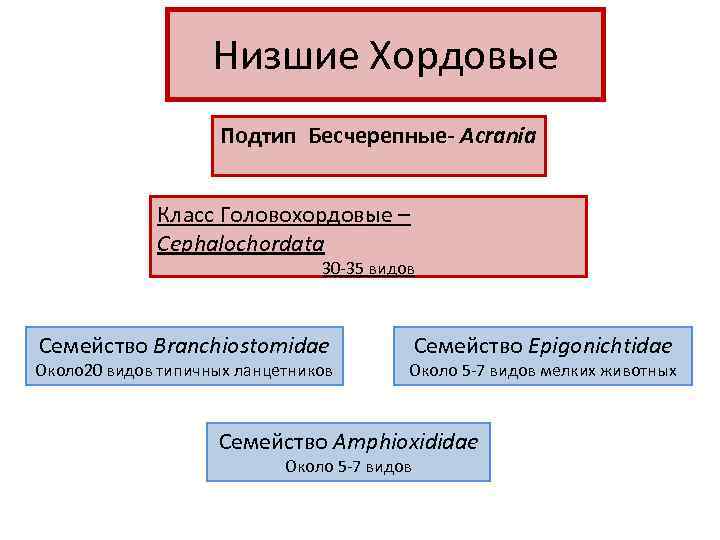     Низшие Хордовые     Подтип Бесчерепные- Acrania 