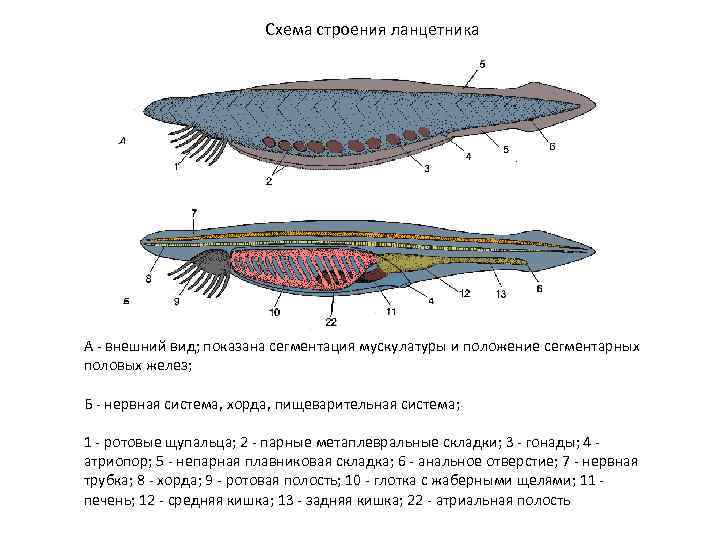      Схема строения ланцетника А - внешний вид; показана сегментация