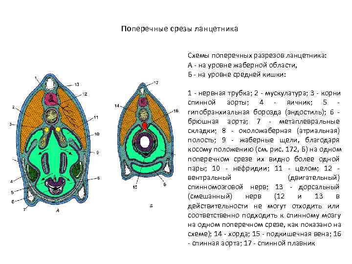 Поперечные срезы ланцетника   Схемы поперечных разрезов ланцетника:   А - на
