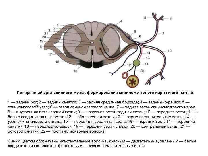 Поперечный срез спинного мозга рисунок