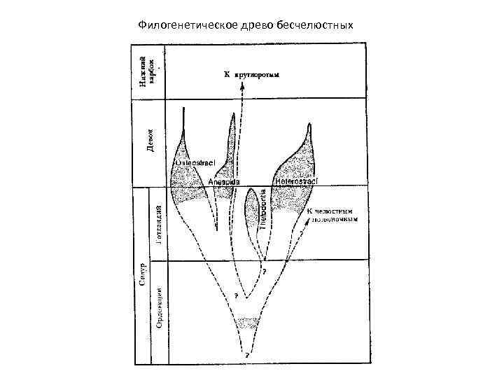 Филогенетическое древо бесчелюстных 