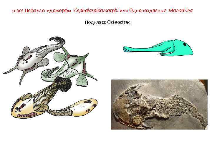 класс Цефаласпидоморфы -Cephalaspidomorphi или Одноноздревые Monorhina     Подкласс Osteostraci 