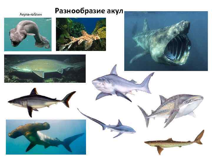Акула-гоблин    Разнообразие акул 