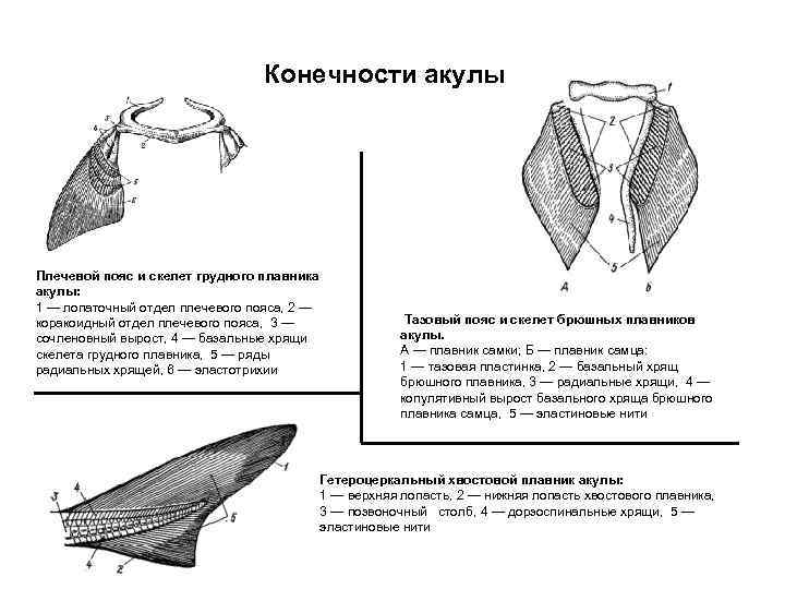        Конечности акулы Плечевой пояс и скелет грудного