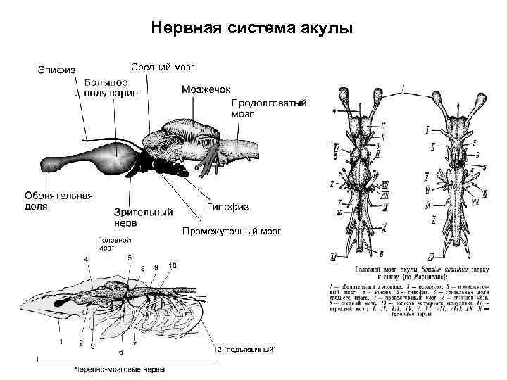   Нервная система акулы Средний мозг   Промежуточный мозг 
