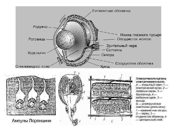    Электрические органы    электрического ската.   