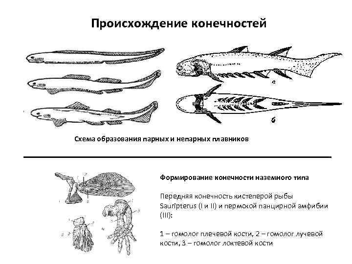   Происхождение конечностей Схема образования парных и непарных плавников    
