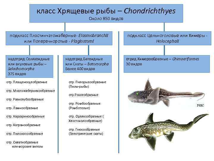   класс Хрящевые рыбы – Chondrichthyes    Около 850 видов