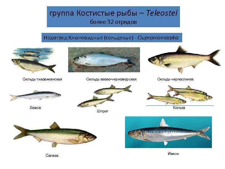    группа Костистые рыбы – Teleostei      более