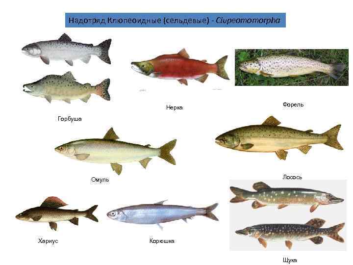    Надотряд Клюпеоидные (сельдевые) - Clupeomomorpha      Нерка