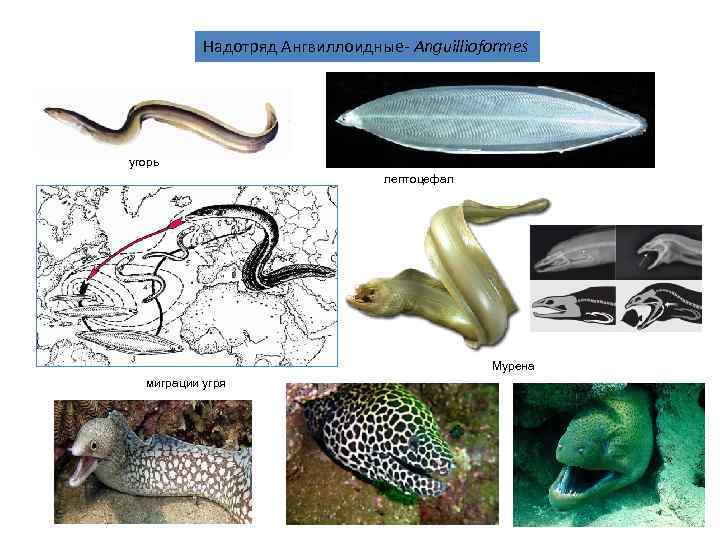   Надотряд Ангвиллоидные- Anguillioformes угорь       лептоцефал 