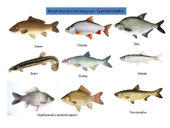    Надотряд Циприноидные- Cyprinomorpha       Плотва 