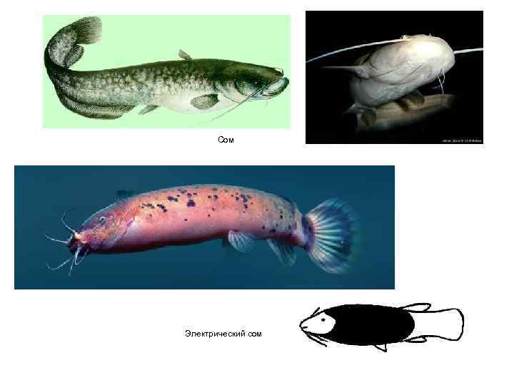   Сом Электрический сом 