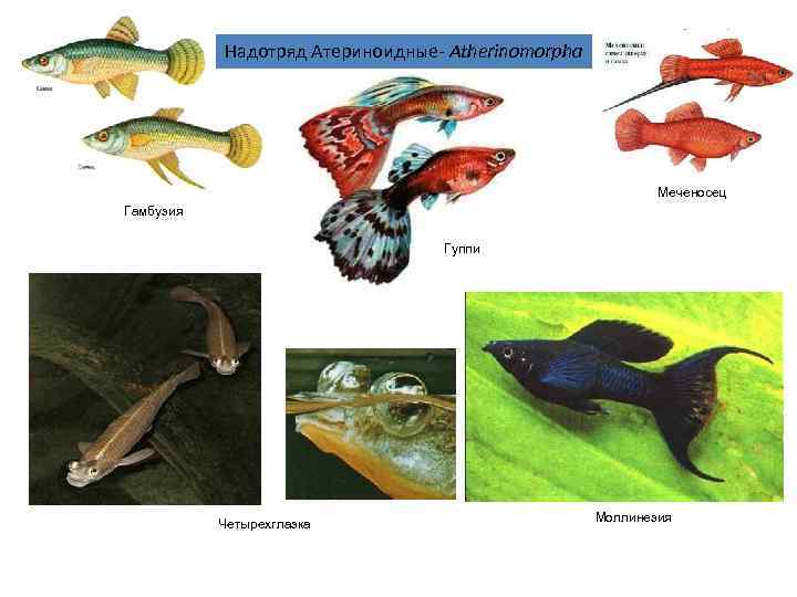   Надотряд Атериноидные- Atherinomorpha      Меченосец Гамбузия  