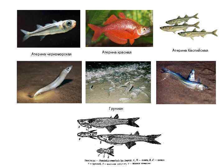     Атерина красная  Атерина Каспийская Атерина черноморская   