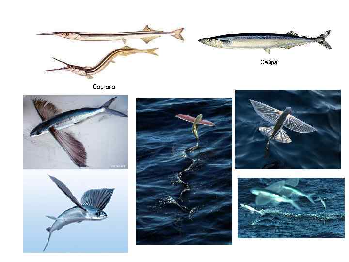    Сайра  Саргана 