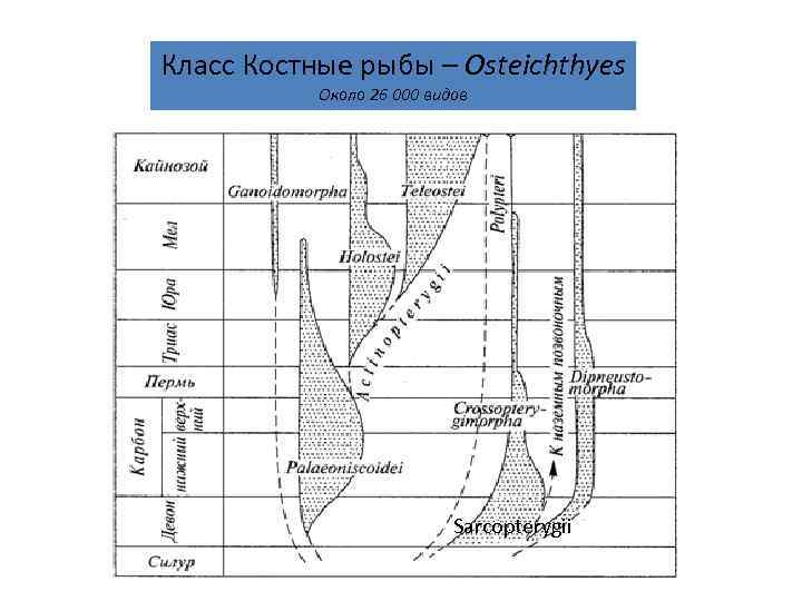 Класс Костные рыбы – Osteichthyes  Около 26 000 видов    