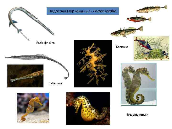   Надотряд Перкоидные- Percomorpha Рыба-флейта    Колюшка  Рыба игла 