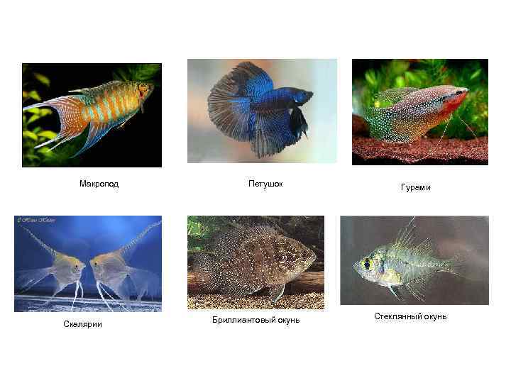   Макропод   Петушок   Гурами    Бриллиантовый окунь