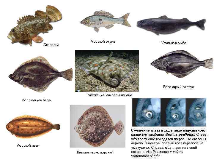        Морской окунь    Угольная рыба