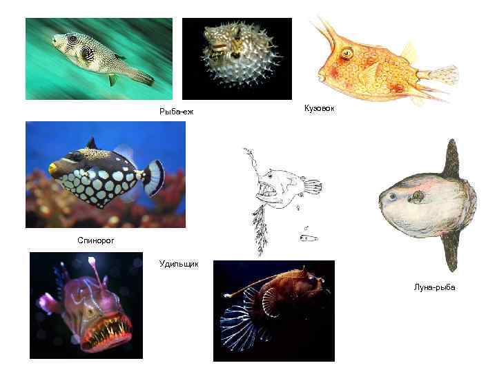   Рыба-еж  Кузовок Спинорог   Удильщик     