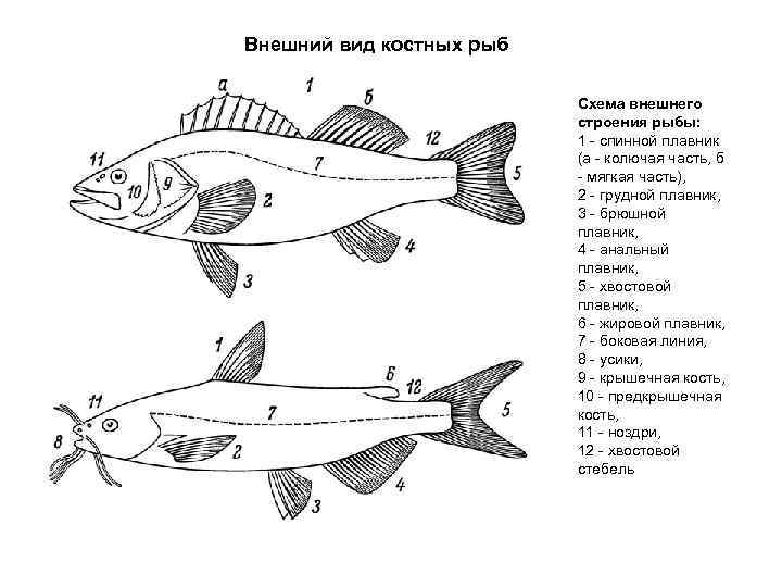 Внешний вид костных рыб      Схема внешнего   