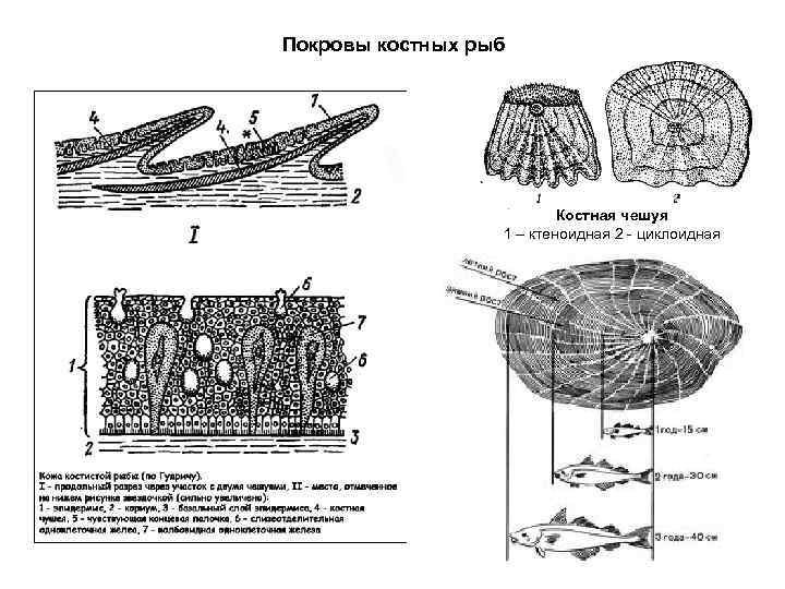 Покровы костных рыб      Костная чешуя    1