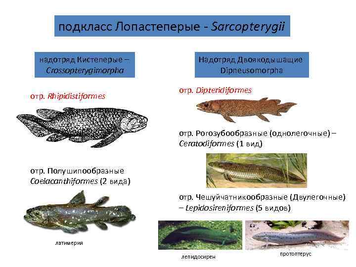   подкласс Лопастеперые - Sarcopterygii  надотряд Кистеперые –  Надотряд Двоякодышащие Crossopterygimorpha