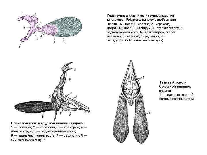     Пояс грудных плавников и грудной плавник    многопера