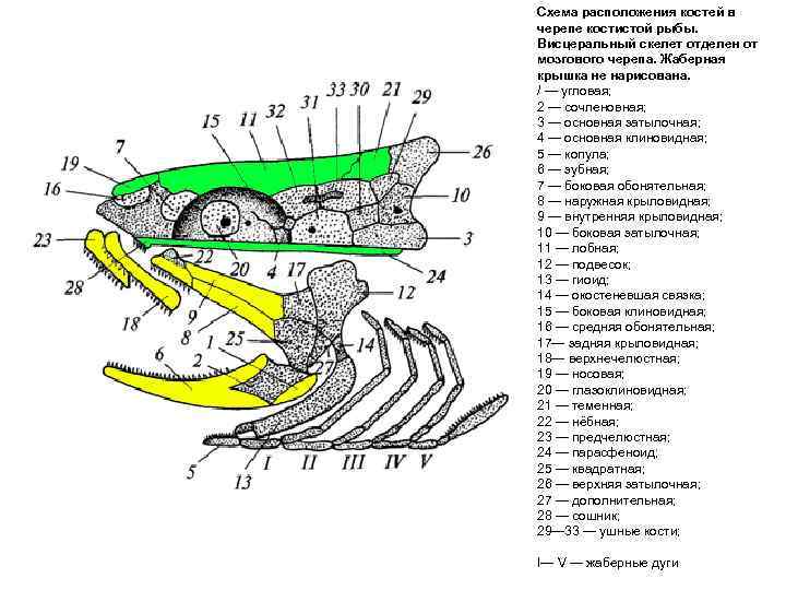 Схема расположения костей в черепе костистой рыбы. Висцеральный скелет отделен от мозгового черепа. Жаберная