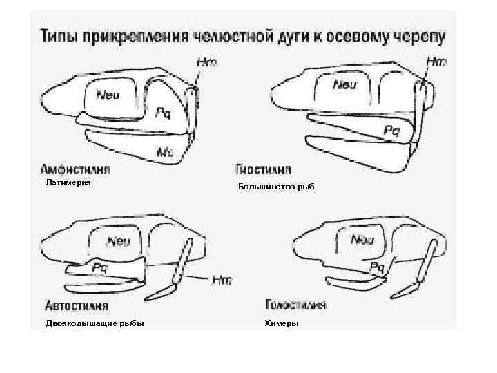 Латимерия  Большинство рыб Двоякодышащие рыбы  Химеры 