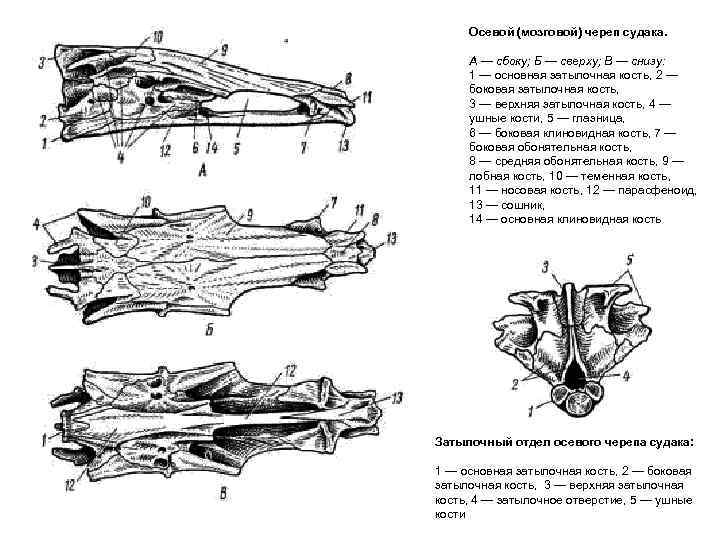  Осевой (мозговой) череп судака.  А — сбоку; Б — сверху; В —