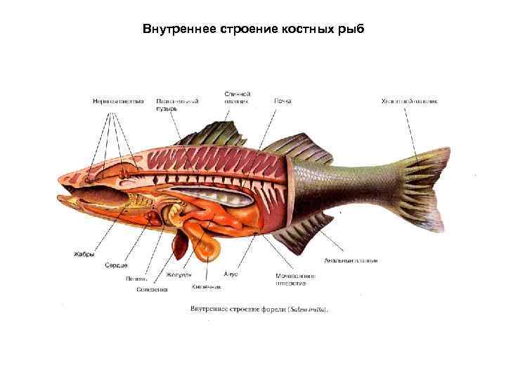 Внутреннее строение костных рыб 