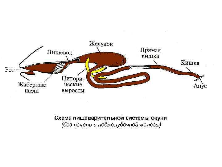 Схема пищеварительной системы окуня  (без печени и поджелудочной железы) 