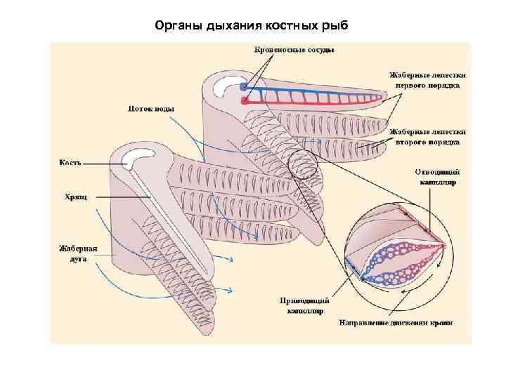 Органы дыхания костных рыб 