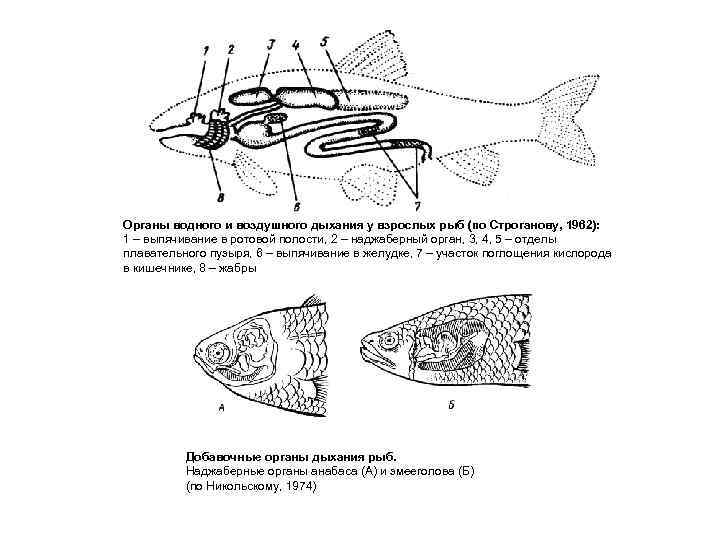 Органы водного и воздушного дыхания у взрослых рыб (по Строганову, 1962): 1 – выпячивание