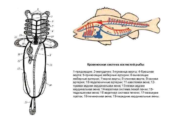    Кровеносная система костистой рыбы 1 -предсердие; 2 -желудочек; 3 -луковица аорты;