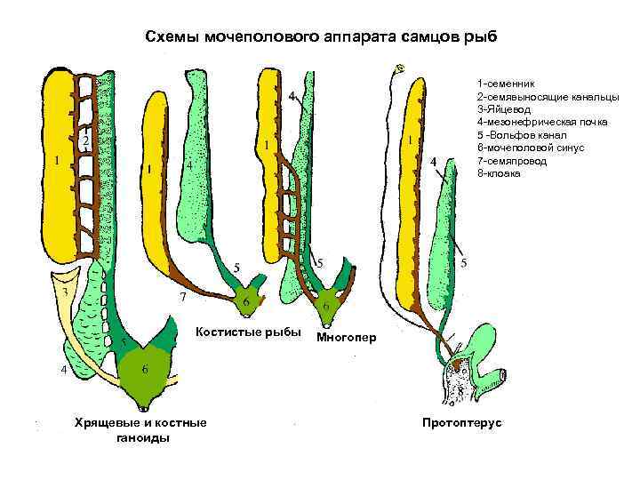    Схемы мочеполового аппарата самцов рыб     1 -семенник