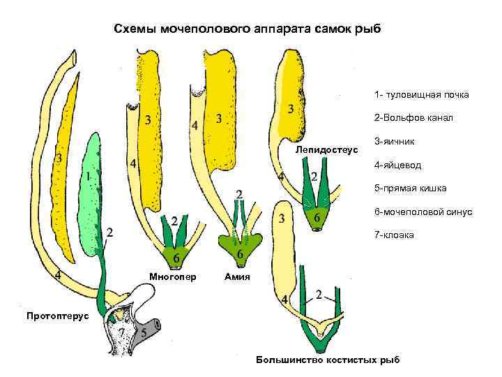    Схемы мочеполового аппарата самок рыб      1