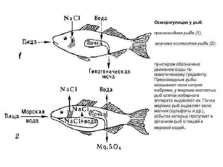 Осморегуляция у рыб:  пресноводная рыба (1),  морская костистая рыба (2); пунктиром обозначено