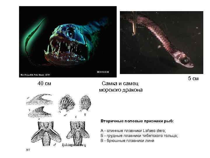      5 см 40 см  Самка и самец 