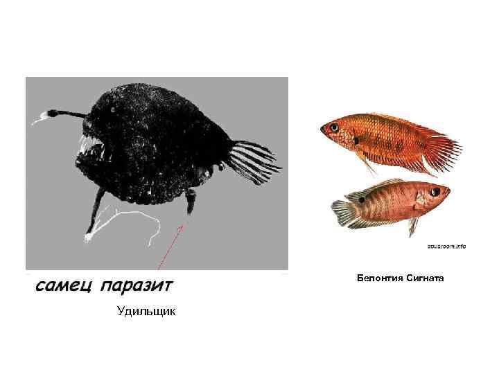   Белонтия Сигната  Удильщик 