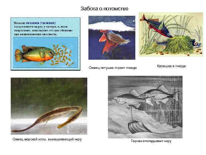       Забота о потомстве     Самец