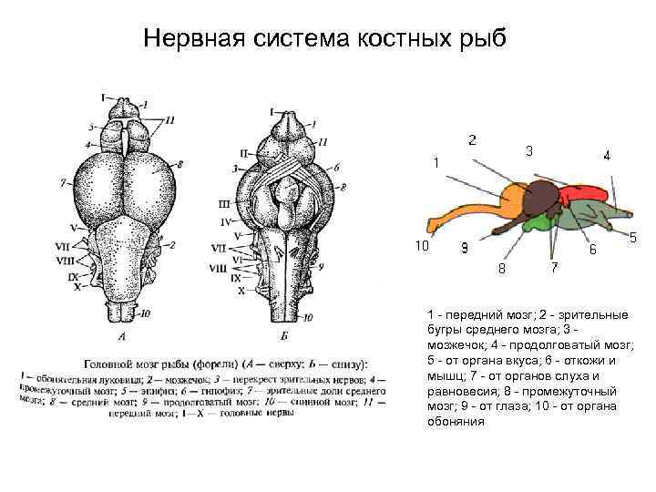 Нервная система костных рыб     1 - передний мозг; 2 -
